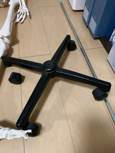 骨格標本　人体サイズ