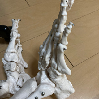 骨格標本　人体サイズの画像