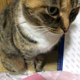 里親探し