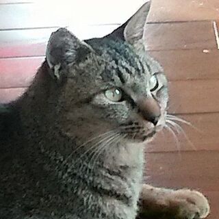 キジトラ1歳３ケ月（イケメン男子）里親さんを探しています。