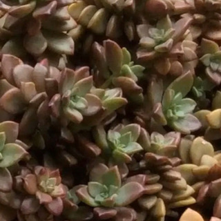 多肉植物　ブロンズ姫　10本　カット苗