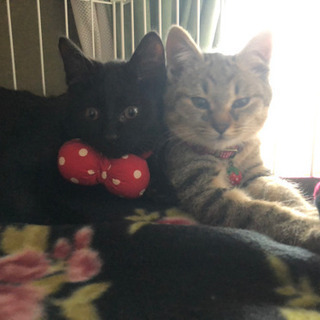 Cute💕な保護猫兄妹（3ヶ月）譲渡予約商談中