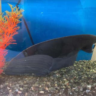 ブラックゴースト 約28cm/緊急値下げ❗️