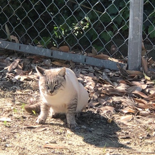 【里親決定しました】シャム猫ぽい　オス　4才ぐらい - 桑名市