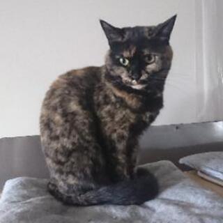 猫を探しています。