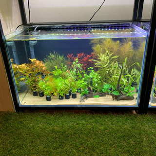 【今週の水草】