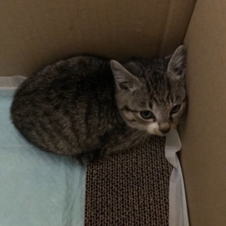 キジトラ子猫(女の子)の里親さん募集してます