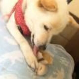 保護犬や保護猫がいる障がい者グループホーム、世話人&生活支援員