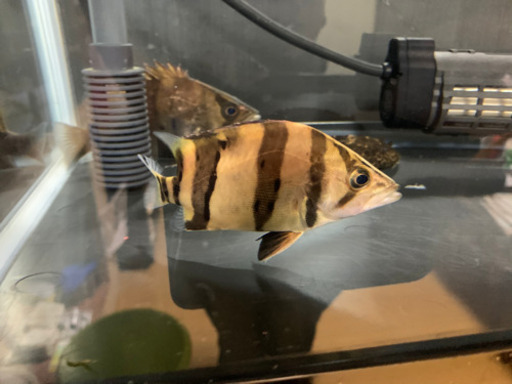 ダトニオ　リアルバンド目測13㎝