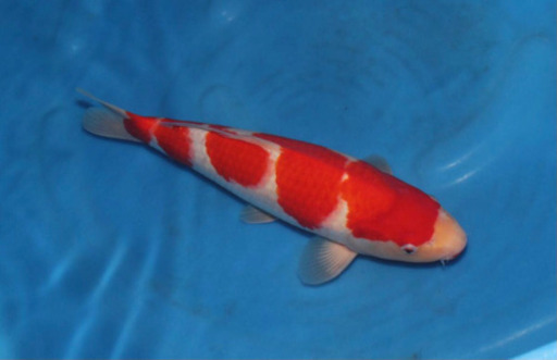 密度を減らしたいです。紅白2匹　昭和1匹　自分で取り引き