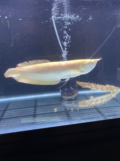 アルビノシルバーアロワナ