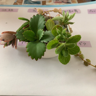 多肉植物☆アソート