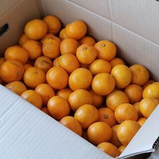 小粒 蒲郡みかん 10キロ　
