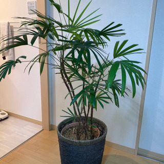 シュロチク　観葉植物