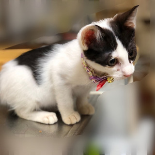 お腹丸出し甘えん坊　犬猫OKな子猫