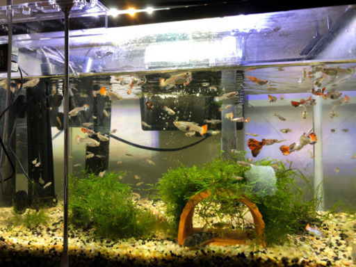 水槽のグッピー全部　100匹以上います。　熱帯魚　アクアリウム
