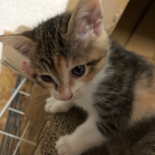 可愛い猫ちゃん達です