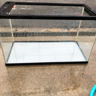 60センチ水槽