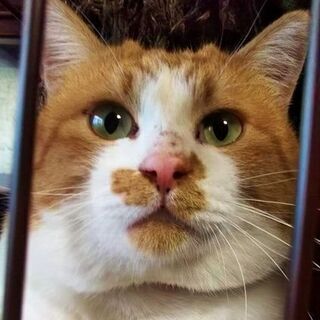 【正式譲渡決定　ありがとうございました】大きな茶白の男の子　明るく気のいい子です - 木更津市