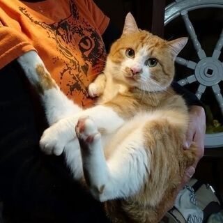 【正式譲渡決定　ありがとうございました】大きな茶白の男の子　明るく気のいい子です - 猫