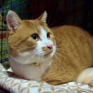 【正式譲渡決定　ありがとうございました】大きな茶白の男の子　明るく気のいい子です − 千葉県