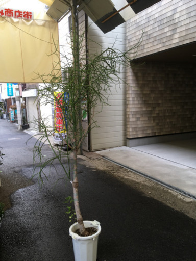 観葉植物　ミルクブッシュ　尺鉢