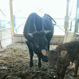 牛糞発酵堆肥の画像