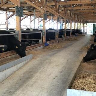 牛糞発酵堆肥の画像