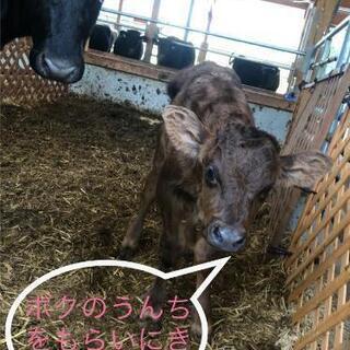 牛糞発酵堆肥の画像