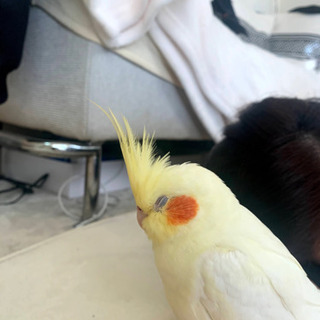 迷子　オカメインコ　迷い鳥