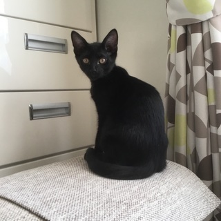 🐱遊ぶの大好き❣️生後3ヶ月の黒猫兄弟の里親募集。