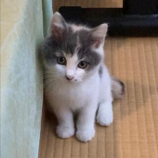 生後3ヶ月の三毛猫ちゃん（♀）の里親さん募集中！