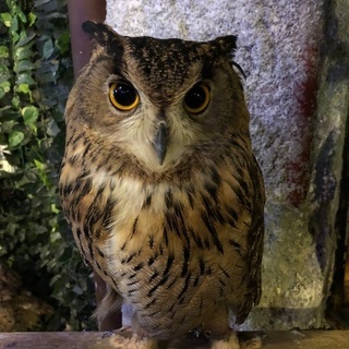 ⭐️動物好きな方⭐️ − 東京都