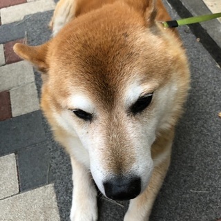 ⭐️動物好きな方⭐️ - 友達