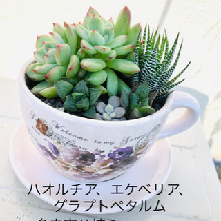 多肉植物の寄せ植え　鉢植え　鉢付き　受皿付き　ハオルチア　エケベ...