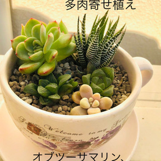 多肉植物の寄せ植え　鉢付き　受皿付き　オブツーサ　ハオルチア　グ...