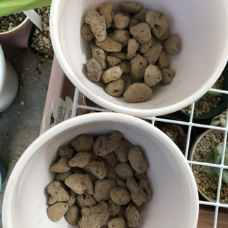 多肉植物の寄せ植え　鉢付き　受皿付き　オブツーサ　ハオルチア　グラプトペタルム　多肉植物の画像