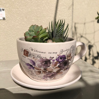 多肉植物の寄せ植え　鉢付き　受皿付き　オブツーサ　ハオルチア　グラプトペタルム　多肉植物の画像
