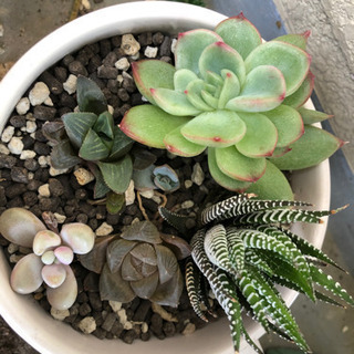 多肉植物の寄せ植え　鉢付き　受皿付き　オブツーサ　ハオルチア　グラプトペタルム　多肉植物の画像