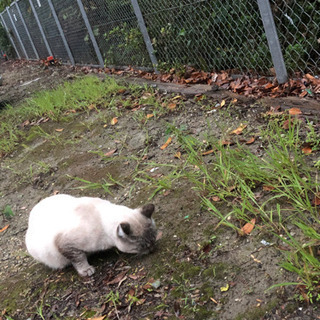【里親決定しました】シャム猫ぽい　オス　4才ぐらい − 三重県