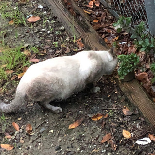 【里親決定しました】シャム猫ぽい　オス　4才ぐらい - 猫