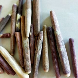 パイプウニのトゲ！ハンドメイドに！の画像