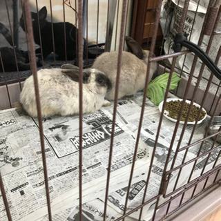 オスのウサギの里親さん募集中です。