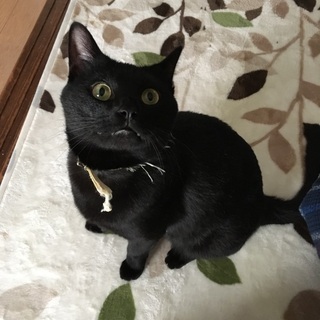 元気でハンサムな黒猫(♂)です