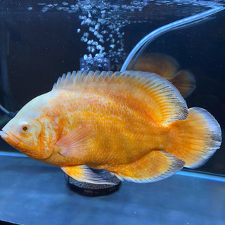 淡水魚】アルビノレッドオスカー【2匹 サンプル画像】（生体