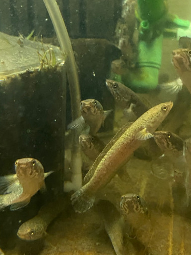 熱帯魚ドワーフスネークヘッド　ベビー