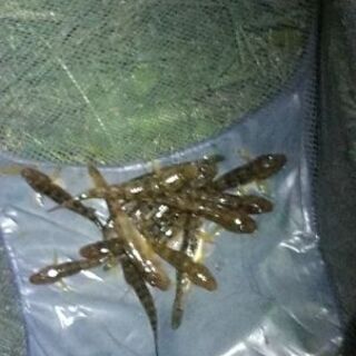 年越しそば用のおともにハゼ天はどうですか？　美味ハゼの釣り体験♪　未経験者、初心者限定！の画像