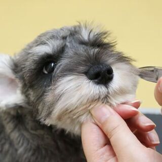 ♪トリマーさん大募集♪の画像