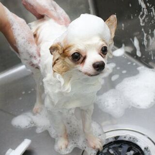 ♪トリマーさん大募集♪の画像