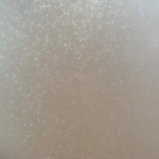 ゾウリムシ　メダカの針子、稚魚におすすめです！の画像